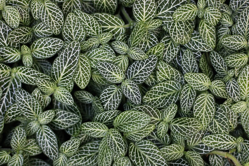 Tropical houseplants