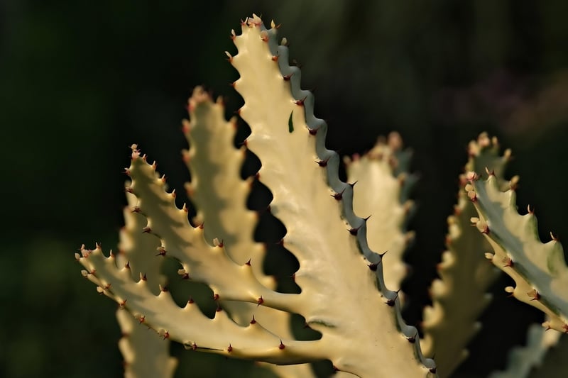 Cacti
